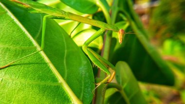 Bu resim böcekler hakkında.