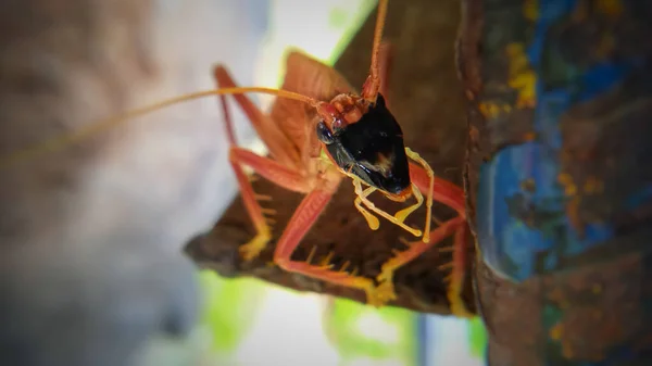 Fotoğraf Kırmızı Cırcır Böcekleriyle Ilgili — Stok fotoğraf