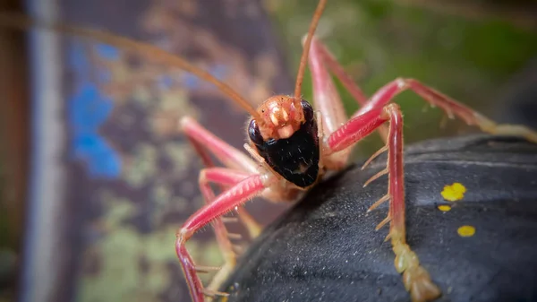 这张照片是关于红蟋蟀的 — 图库照片