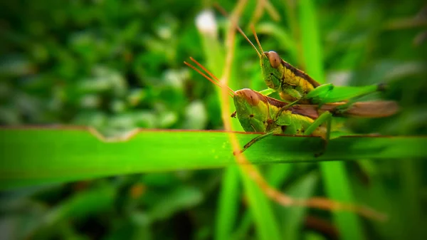 Photo Grasshoppers — Stock Photo, Image