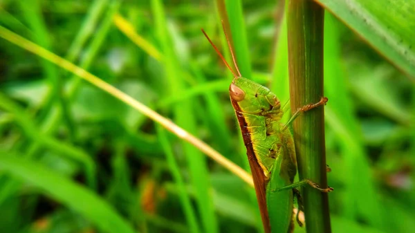 Photo Grasshoppers — Stock Photo, Image