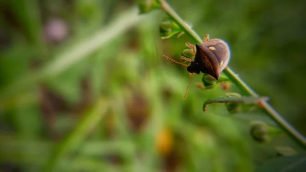 この写真は昆虫の種類です — ストック写真