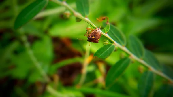 Auf Diesem Foto Geht Die Insektenarten — Stockfoto