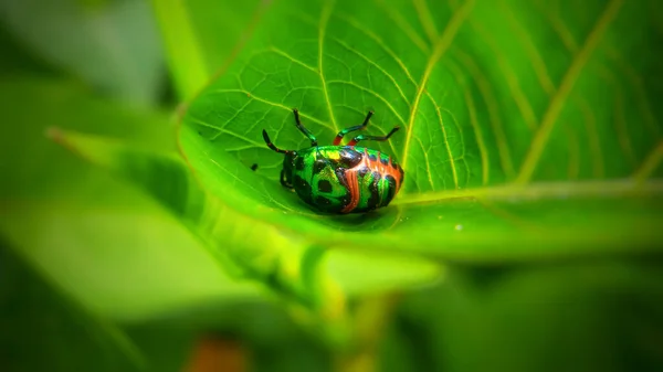 Esta Foto Sobre Los Tipos Insectos —  Fotos de Stock