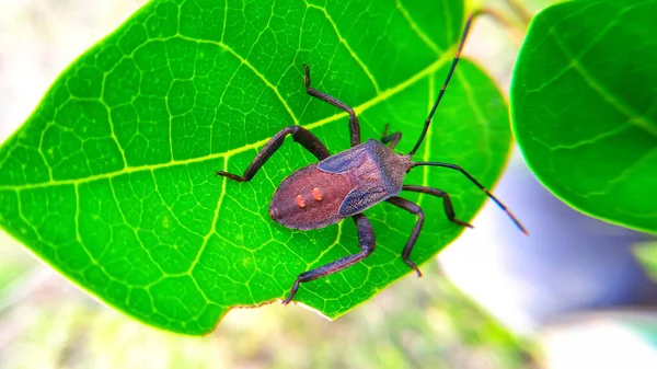 Dieses Bild Handelt Von Insekten — Stockfoto