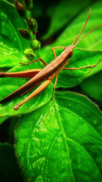 Photo Grasshoppers — Stock Photo, Image