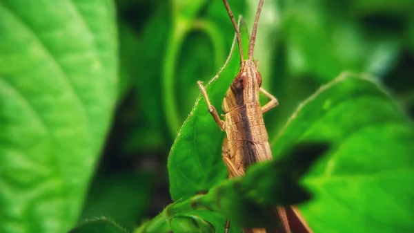 Photo Grasshoppers — Stock Photo, Image