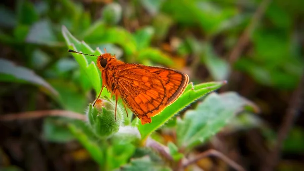 Photo Butterfly — Stock Photo, Image