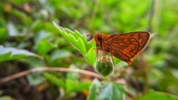 Photo Butterfly — Stock Photo, Image