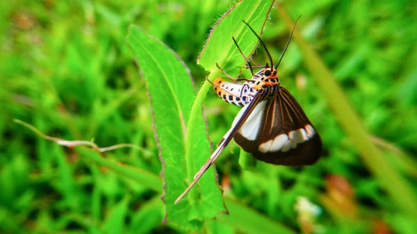 Dieses Foto Handelt Vom Schmetterling — Stockfoto