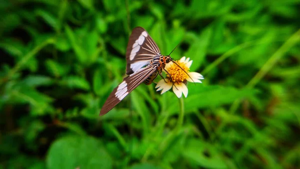 Photo Butterfly — Stock Photo, Image