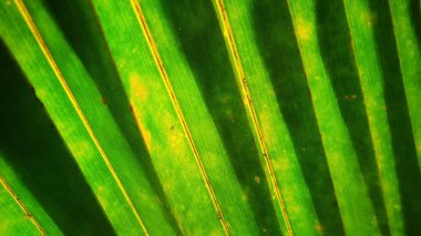 Yeşil palmiye yaprağı ayrıntıları
