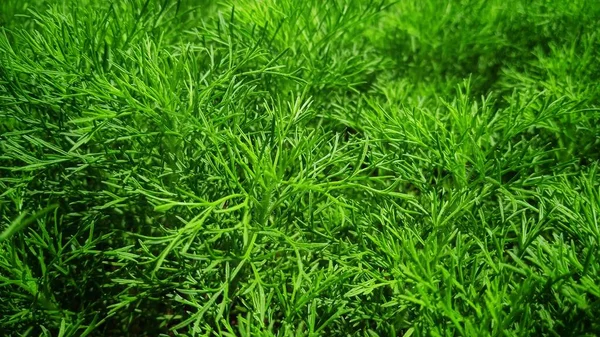 Photo Plant Latin Name Artemisia Abrotanum — Stock Photo, Image