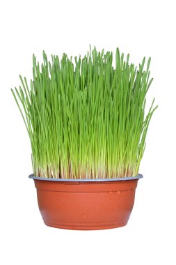 Beyaz arka plan üzerinde izole Noel buğday