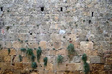 Üzerinde bitkiler büyüyen eski taş bir duvar.