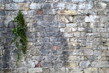 Üzerinde bitki yetişen antik taş duvar.