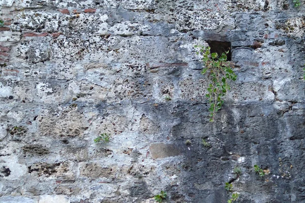 Üzerinde bitkiler büyüyen taş duvar.