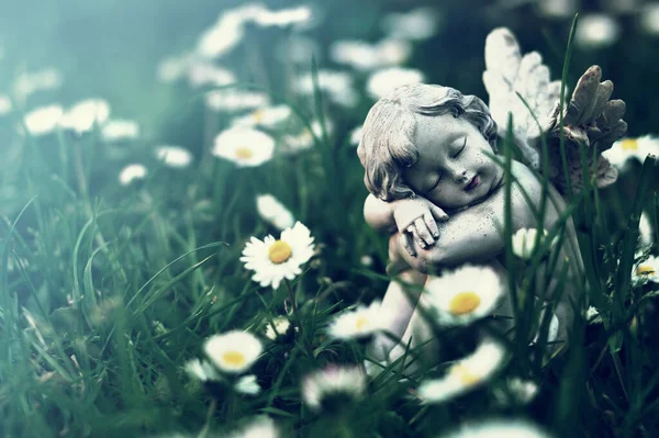 Kis Angyal Virágok Között Alszik Részvétlap Angyalos Százszorszép Virágokkal — Stock Fotó