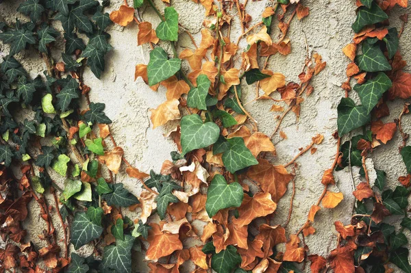 野生の登山ツタの植物と古いコンクリート壁 — ストック写真