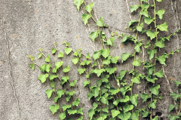 登山ツタ植物と古いコンクリート壁 — ストック写真