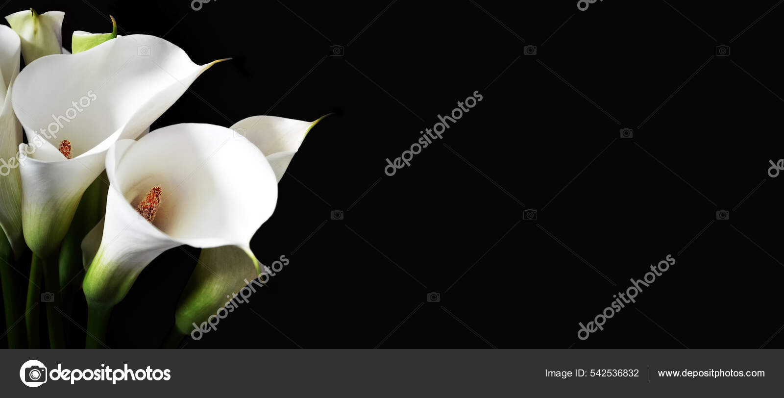 Tarjeta Simpatía Con Lirios Blancos Aislados Sobre Fondo Negro Con — Foto  de stock #542536832 © Izzzy71, image size:1600x812