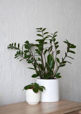 ZZ bitkisi veya Zamioculcas zamiifolia ve Afrika menekşeleri  
