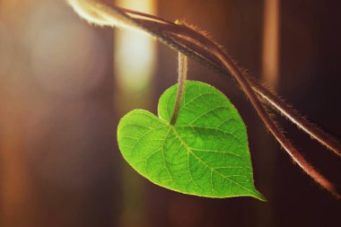 Kahverengi arkaplandaki kalp şeklindeki yaprağın fotokopi alanı ile kapat