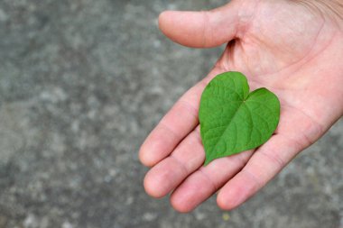 Kalp şeklinde bir yaprağı tutan el. 