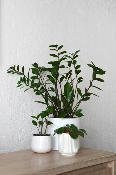 stock image ZZ plant or Zamioculcas zamiifolia and African violet 