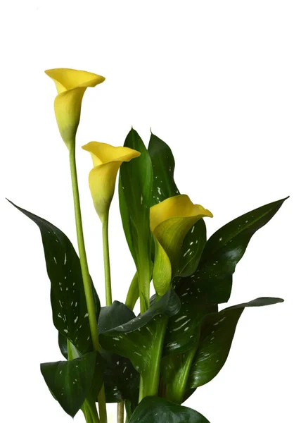 Nahaufnahme Von Gelben Calla Lilie Pflanze Isoliert Auf Weißem Hintergrund — Stockfoto