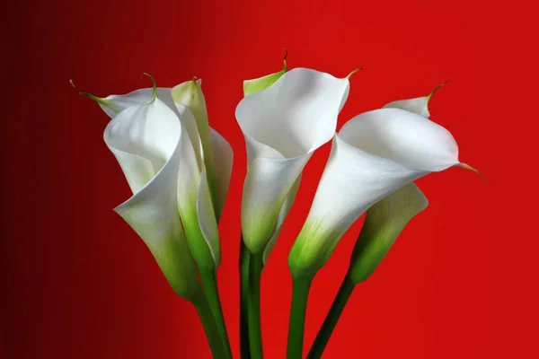 Muttertagskarte Mit Weißen Calla Lilien Auf Rotem Hintergrund — Stockfoto