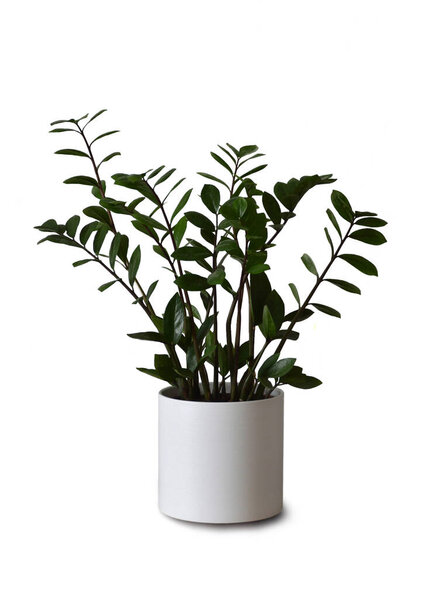 ZZ plant or Zamioculcas zamiifolia isolated on white background