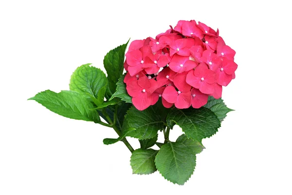 Pink hydrangea isolated on white background