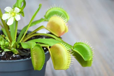 Çiçekli Venüs Sinek Kapanı fabrikası. Dionaea Muscipula 'nın kapağını kapatın.