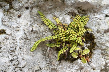 Kaba beton duvarda büyüyen bitki