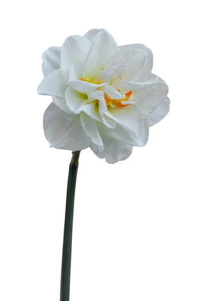 双Daffodil在白色背景上分离 白水仙满满 — 图库照片