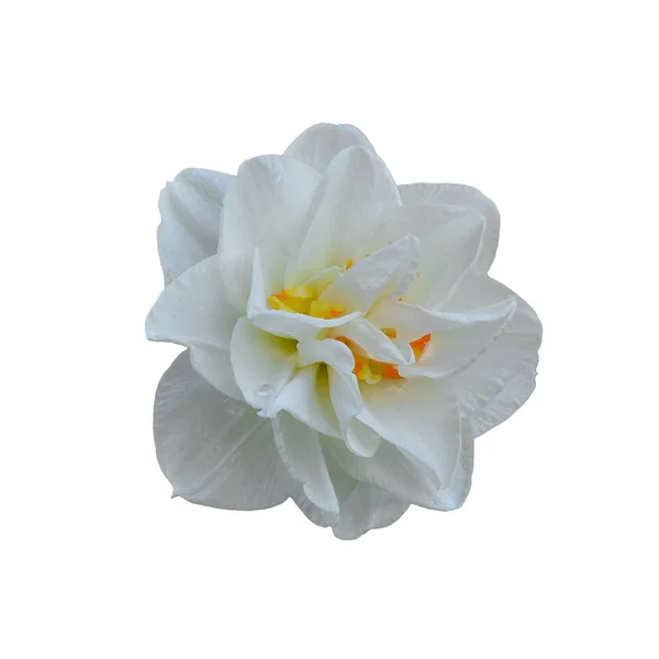 Narcissus Replete Kettős Nárcisz Izolált Fehér Alapon — Stock Fotó