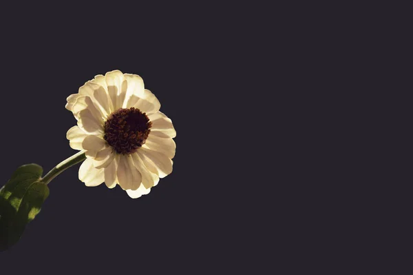 Zinnia Fleur Isolée Sur Fond Gris Avec Espace Copie — Photo