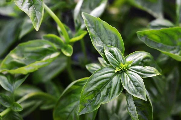 Bahçede taze fesleğen yetişiyor. 