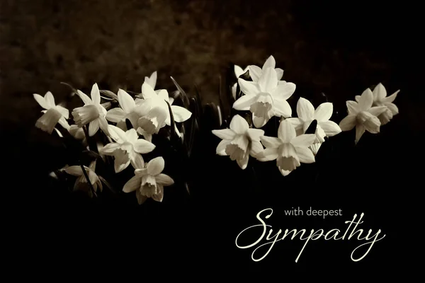 Nergisli sempati kartı siyah arkaplanda izole edildi