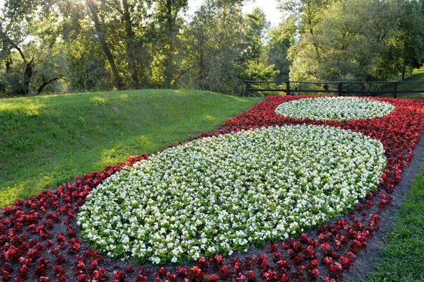 Begonia Flowers Bundek Park Zagreb Croatia — ストック写真