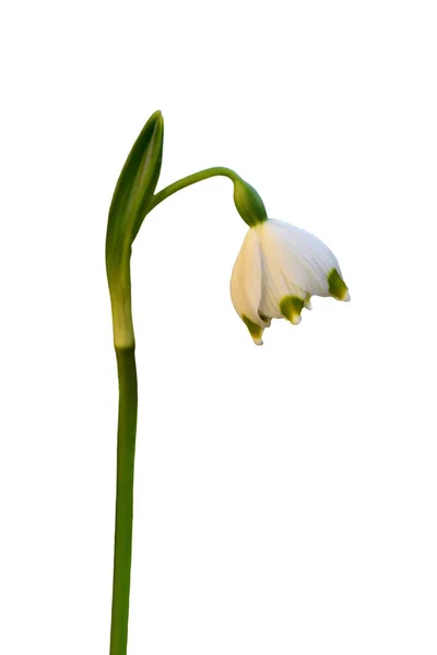 Spring Snowflake Leucojum Vernum Isolated White Background — Stockfoto