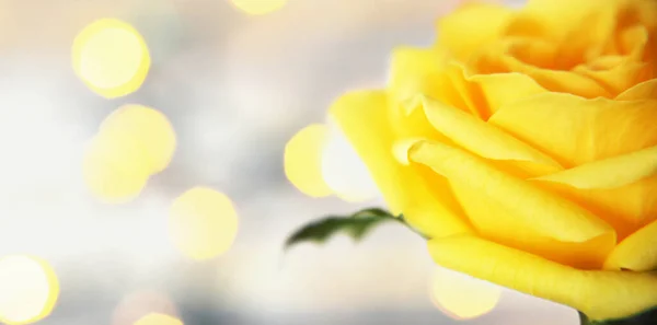 Mothers Day Card Single Yellow Rose Copy Space — Fotografia de Stock