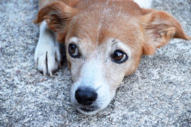 Beton zeminde dinlenen yaşlı melez köpek portresi 