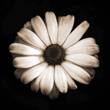 Sepya tonlu Afrika papatyası ya da Osteospermum siyah arka planda izole edilmiş.