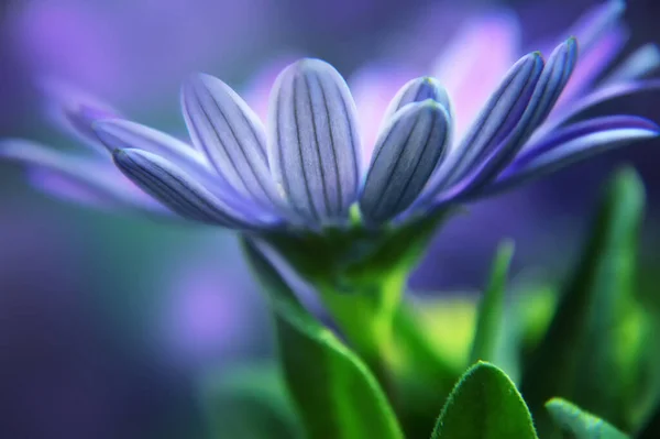 Close Margarida Africana Azul Osteospermum — Fotografia de Stock
