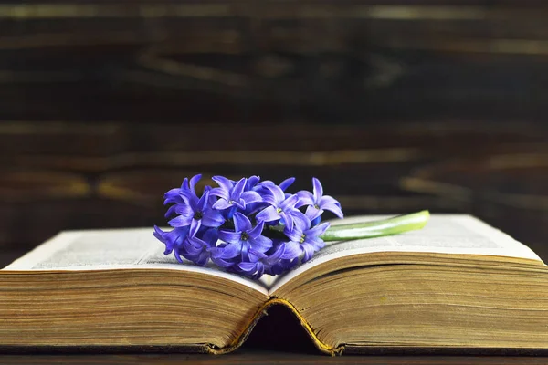 Open Book Hyacinth Flower — Stock Photo, Image