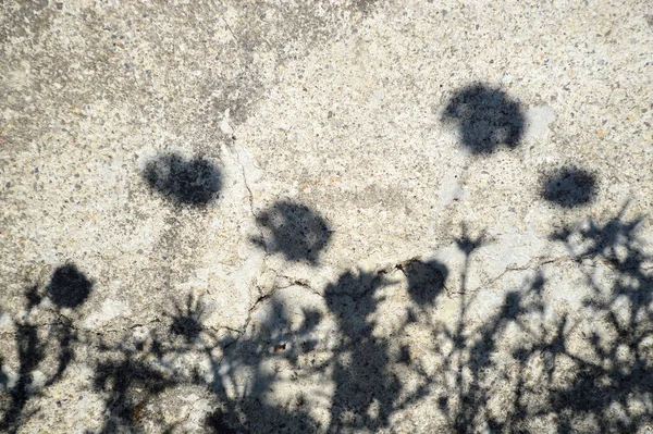 Flower Shadows Cracked Cement Background — Stock Photo, Image