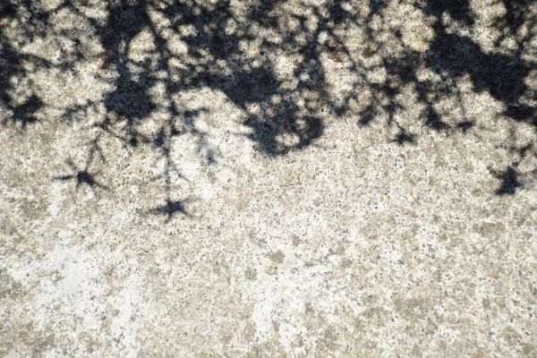 Flower Shadows Concrete Background — Photo