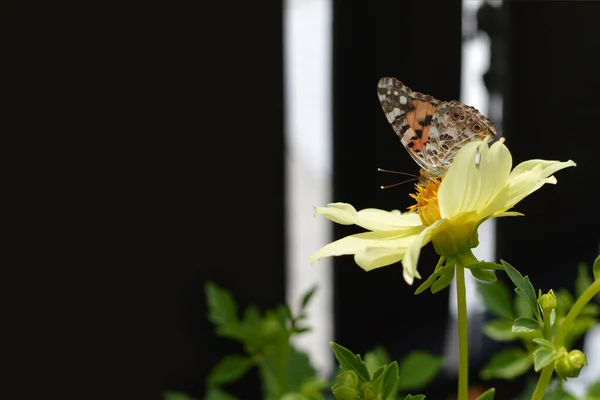 Yellow dahlia flower and butterfly in the garden. Summer garden concept